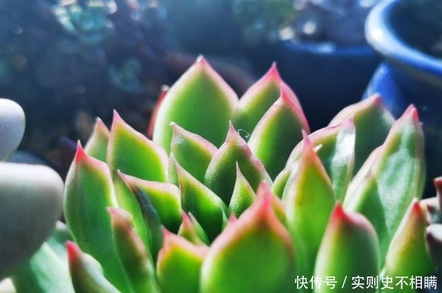 爱之蔓|你红尖尖,我红边边