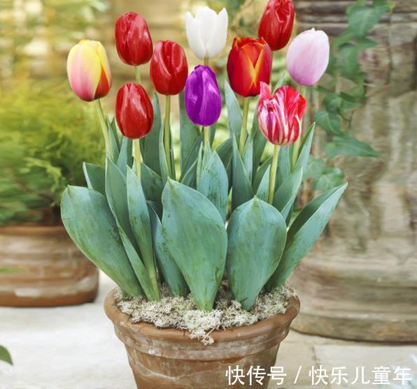 6种漂亮花,现在养一盆正当时,大雪覆盖花更艳,零下20℃也生机