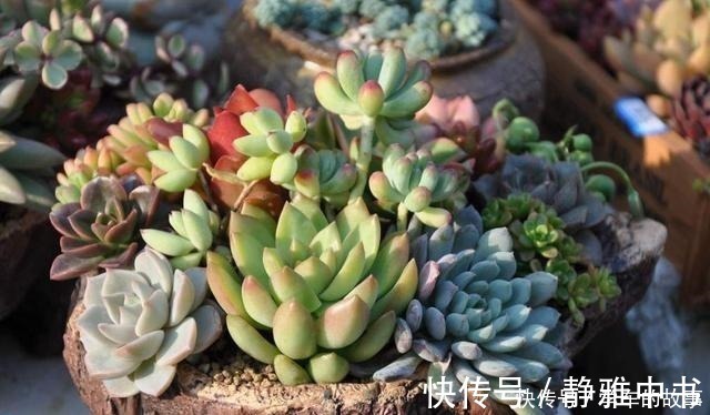 颗粒|种多肉听我的,记住5个关键点,盆盆都成活,个个胖嘟嘟!