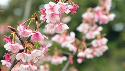 “史上最早”樱花季来了？梅花表示不爽：我还没红够呢