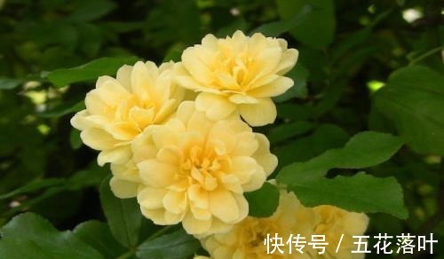 院子再小，也要养棵它，花朵娇艳，香气醇厚，左邻右舍都说香！