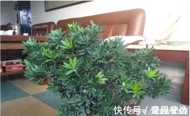 罗汉杉|种“罗汉松”用枝条，掰一根插土里，不久之后便可成为老树桩！