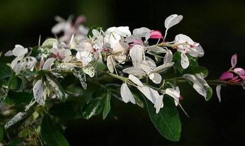  茉莉花|适合新手养的4种花，一年多次开花，香气浓郁
