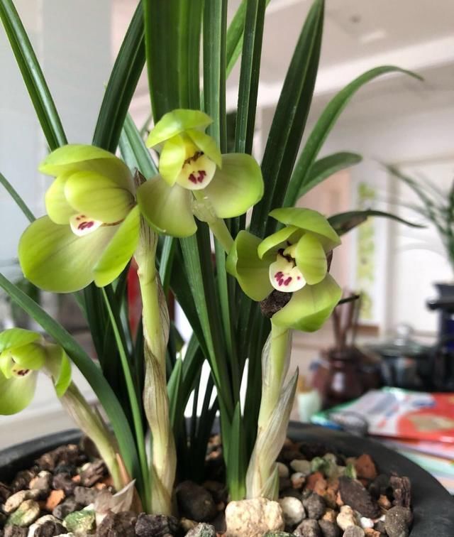 散射光照|家里兰花“只长叶子、不开花”做了这2步,直冒花箭