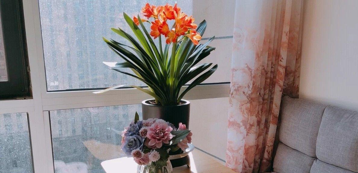 10大吉祥花，客厅有空地一定要养一盆，高档又好养，旺财又旺家