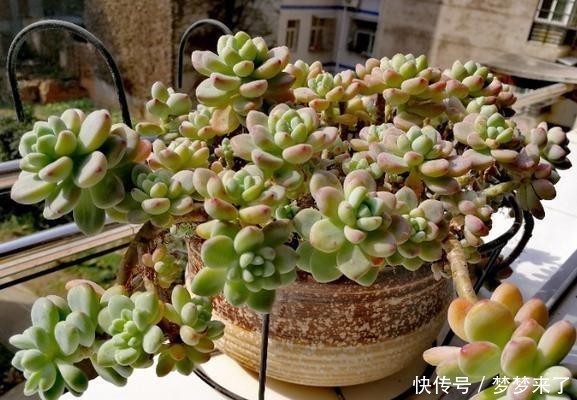 尔多|寒冷的冬季,养劳尔多肉,4点做好,劳尔一样红润饱满,且香味浓