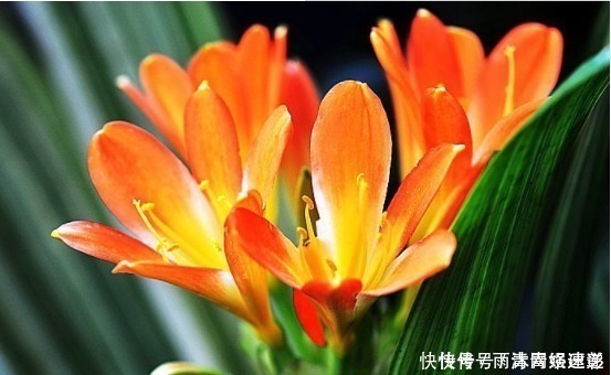 君子兰喜肥|懂花的人只养“3种花”,有“旺财”的寓意,摆在客厅最合适!