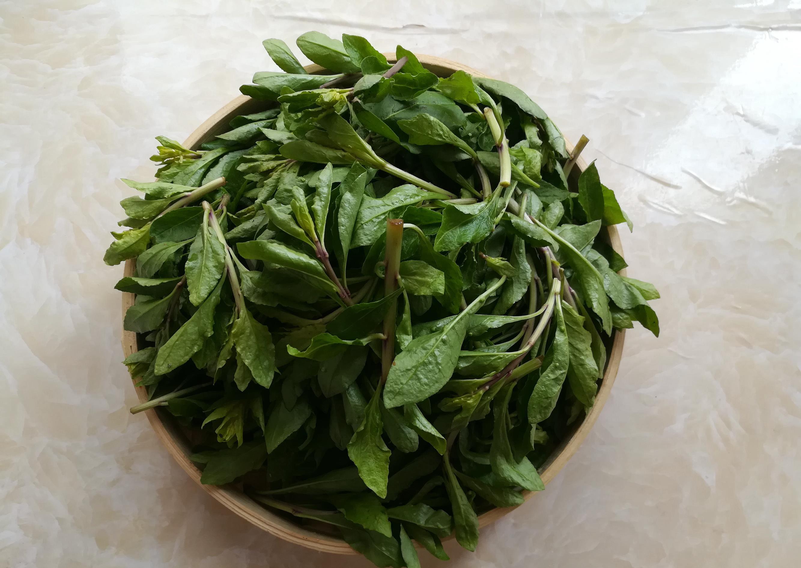 龙宝|农村里随处可见的6种野菜,第5种很多人都没吃过,网友:想试试