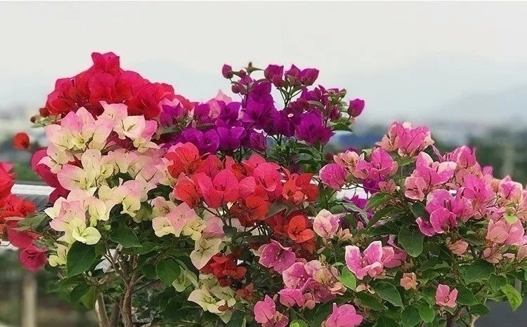 家养六种花,个个都是“醋坛子”,隔几天喝一点醋,叶子绿油油的,越长越旺盛