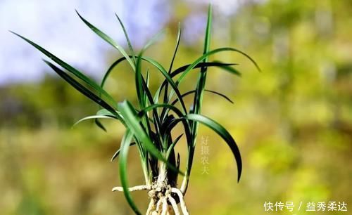 兰花叶子枯萎怎么办?教你5个妙招,新手兰友一定要知道