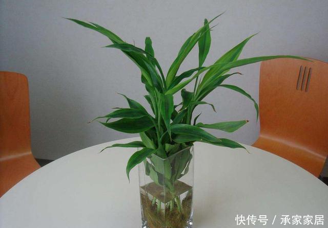 空调|3种耐晒的绿植盆栽,养在空调房,净化空气颜值高