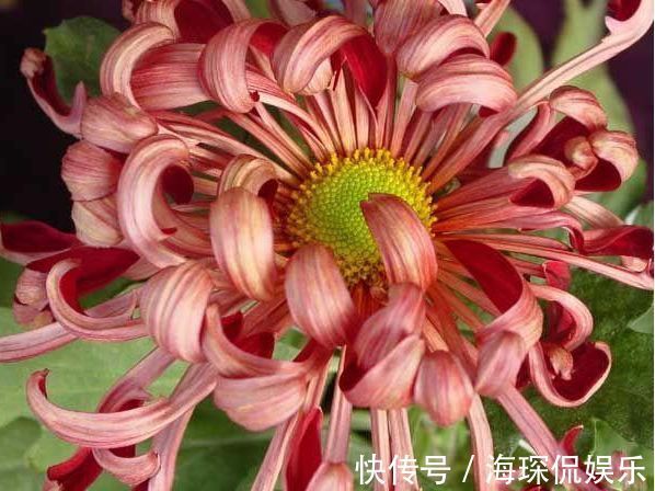 桃吐丹露|爱上菊花,不如养盆“祝寿花”国华八十祝,似桃吐丹露,雍容华贵