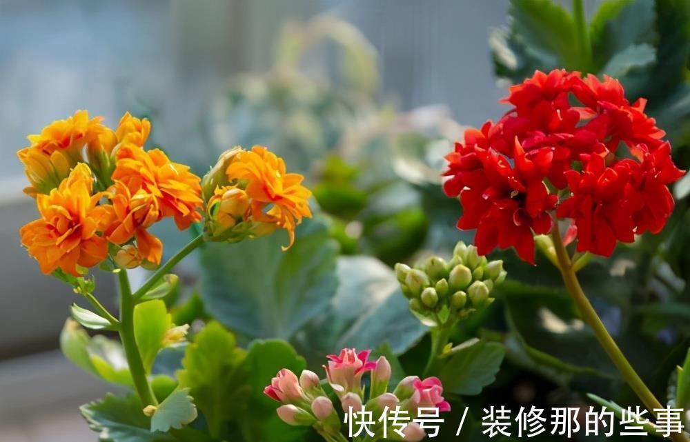 吉祥|适合家里养的“健康花”,干净健康,还吉祥,格调高雅有品味