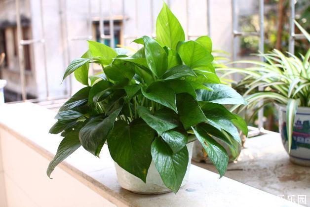 养这5样植物,将修剪做到位,才能年年抽枝发芽、长爆盆!