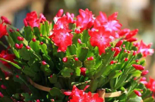 想让“蟹爪兰”开花不断,现在就做好“4点”,秋天一次开爆盆!