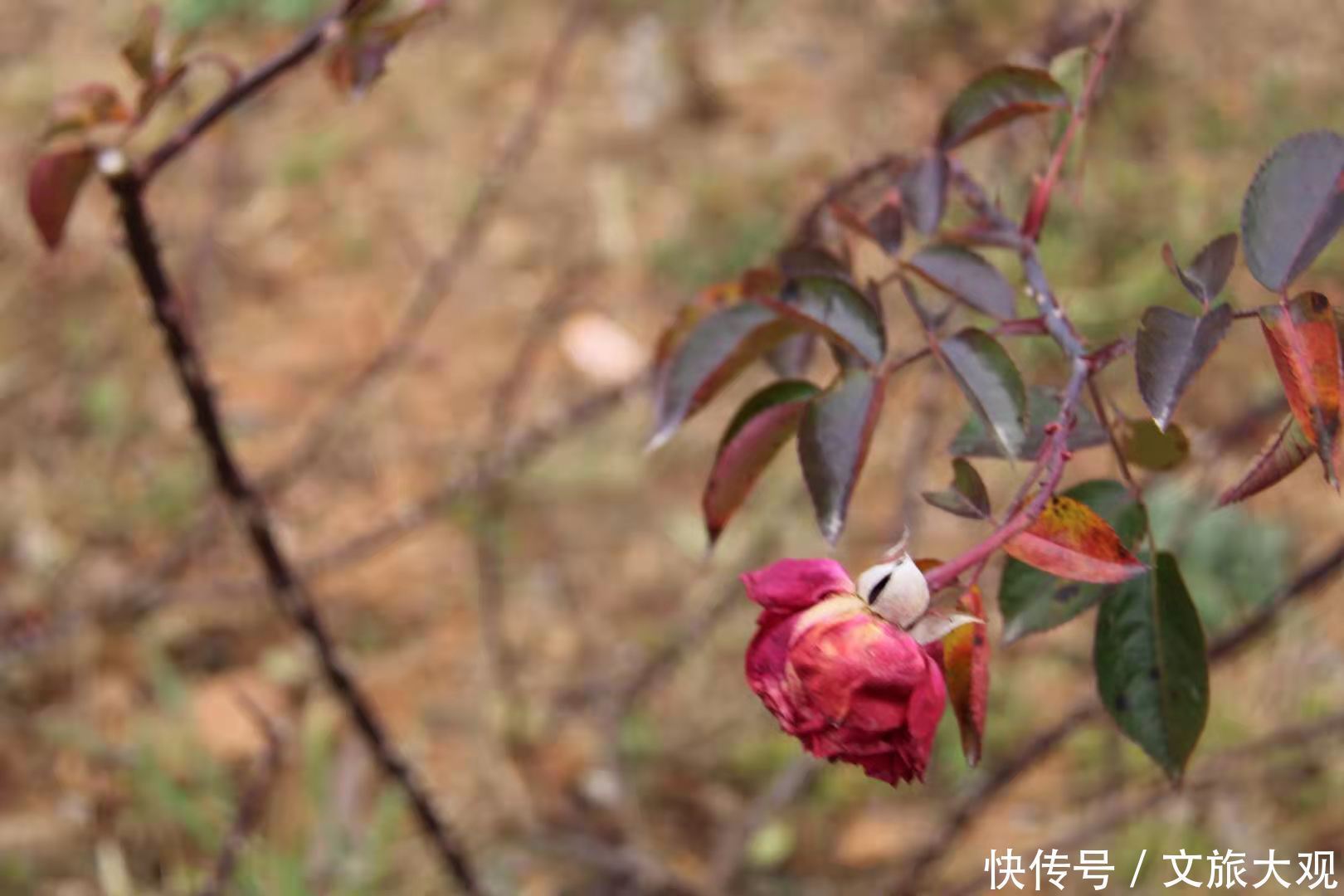 昆明冬日看花