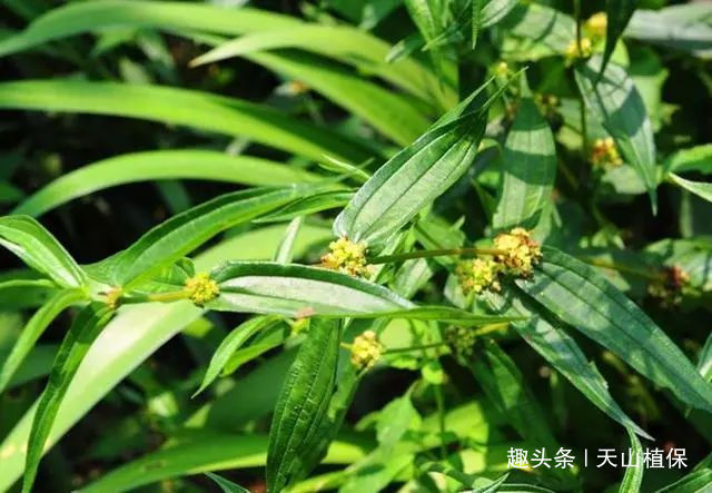 食物|根部形似人参,是穷苦人家的宝贵食物,如今要卖80元一斤