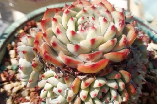 蓝姬莲是姬莲系多肉中的大块头,不但茎秆粗壮,而且特别容易爆盆