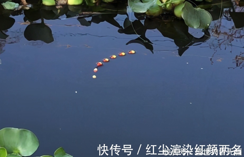 七星漂|七星漂的两种调漂方法，明白了原理其实并不难——盛世三渔