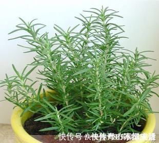 花卉|蚊虫不喜欢这种花,现在养养一盆,夏天连蚊香钱都省了