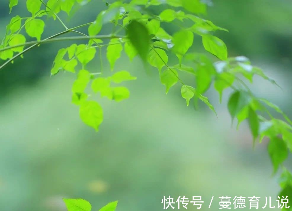 菊花茶|做人16贵,贵在善良;生活16好,好在心态