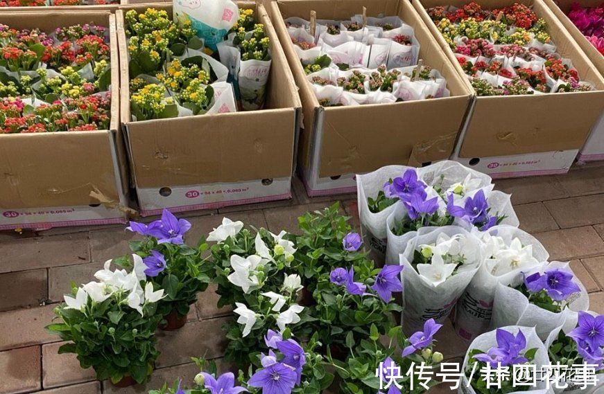 廿六|9月逛花市，6种花值得买，花量大花期长，秋冬实现“赏花自由”