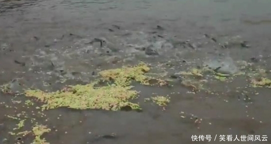 奇迹|两袋爆米花撒入河里,接下来奇迹发生了,我想说的是赶紧下网