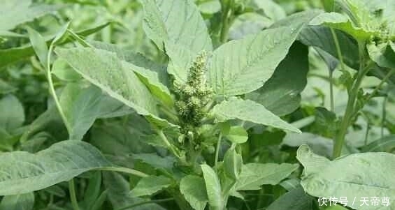 田地|农村这些最常见的中药材，其实是农村田地里的野菜，你见过吗