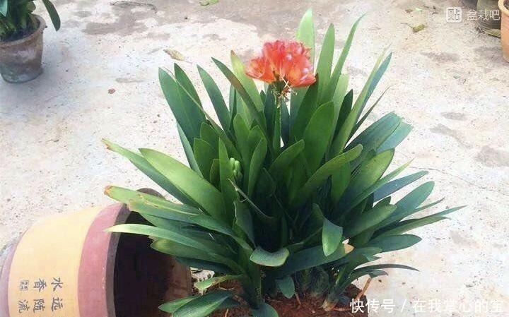 春天换盆“旧土”怎么办加2种“东西”，养花肥沃疏松，能爆盆！