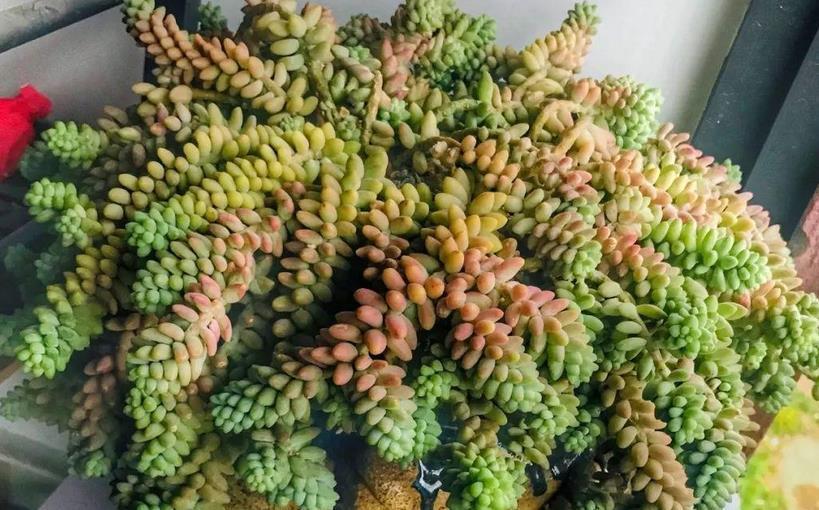 光照|8月养多肉植物,日常盆栽多注意这3点,茎叶不受牵连,唰唰掉