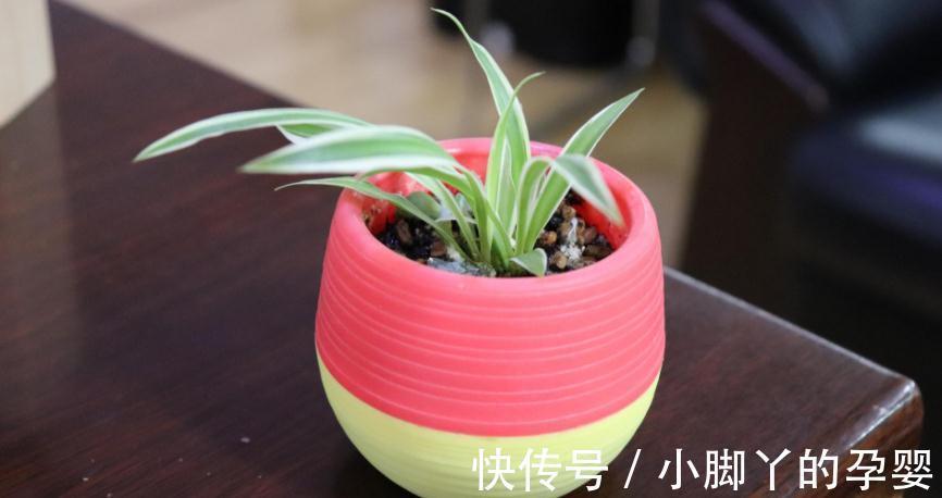 气温转凉后，顺应季节变化做出这些调整，盆栽才不会黄叶掉叶