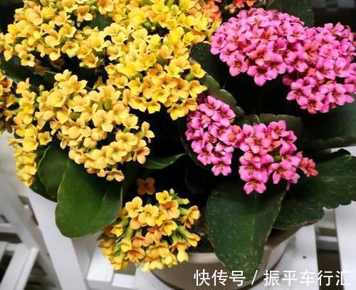 土壤|家里养花,2种东西掺盆里,土壤疏松透气,比淘米水强10倍!