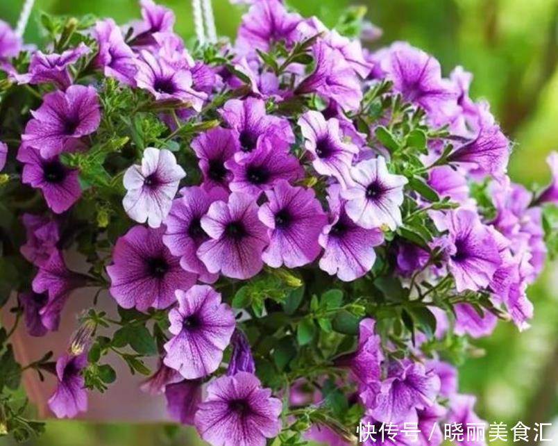 家有庭院就养4种花,夏天开正旺,花姿妖娆,四季繁花似锦,美