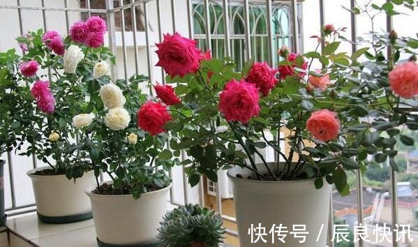 自制|养花缺少磷钾肥学会自制技巧,往花盆里放一点养啥植物都旺