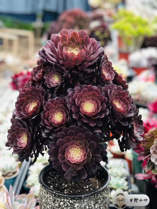 喜欢法师多肉老桩？小帅告诉你法师可以这样养。