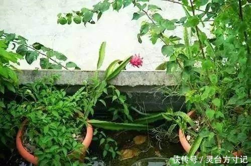 火龙果自己家也能种,好吃又美味,吃了都得醉!