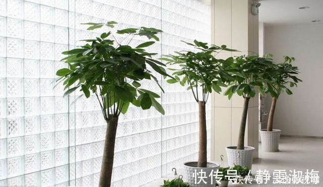 大忌|家中养花不要瞎眼！这6种花旺财又养人，而这2种花是大忌！