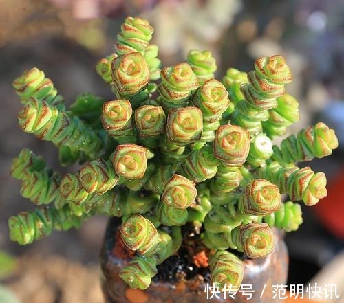 佛珠|3种多肉植物,养在家里,旺财寓意好,值得拥有!