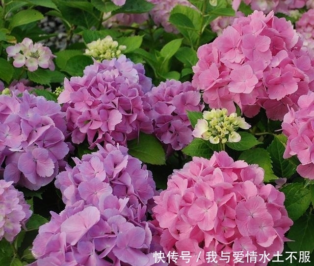 阳台别空在那里 看别人的阳台都种上这些盆栽 好看易养活 粉紫色 阳台别空在那里 看别人的阳台都种上这些盆栽 好看易养活 粉紫色