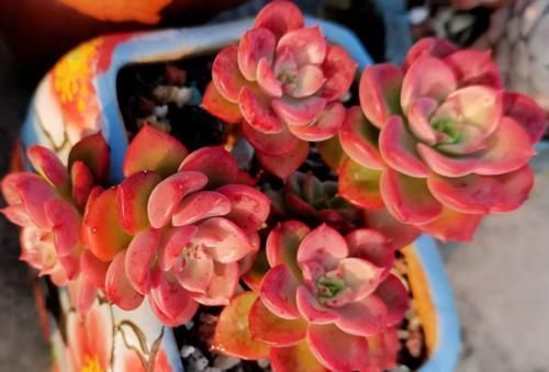 多肉|多肉养成猪肝色怎么办？掌握好些方法，来年就不会重蹈覆辙了