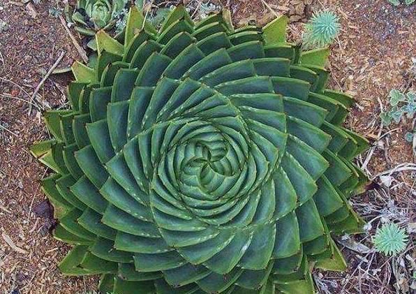 养芦荟，用上这“5招”，一棵变群生，还能开花