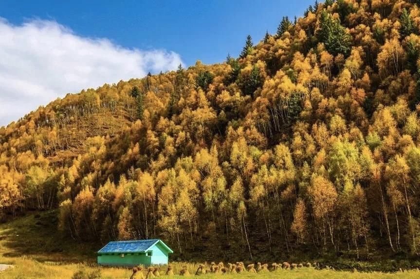 一年只美21天的地方，藏着国内极致的秋天，央视都曾来航拍