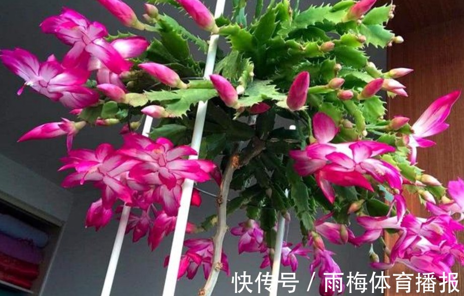 现在赶紧扦插“5种花”，摘颗叶子“插”土里就活，10天就生根！