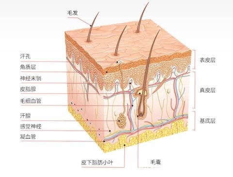 smas 现在拉皮手术的名字那么多,大拉皮、小拉皮、到底应该怎么选?
