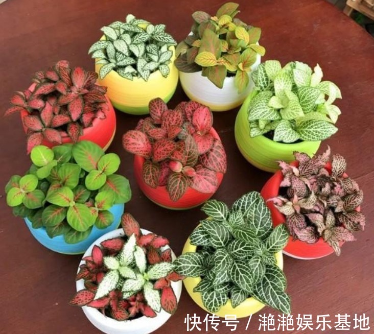 家里最适合“5种花卉”，好养易爆盆，关键“空气好、病菌少”！