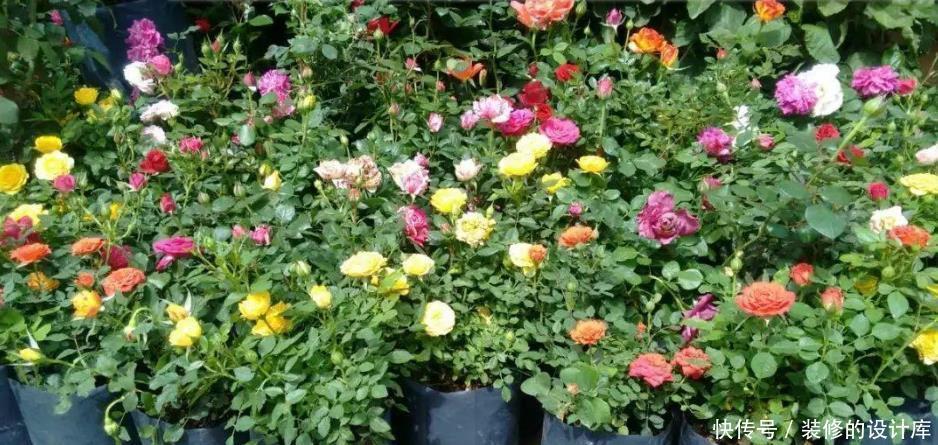 开花|微型月季的养护技巧,在阳台、窗台上也能不断开花