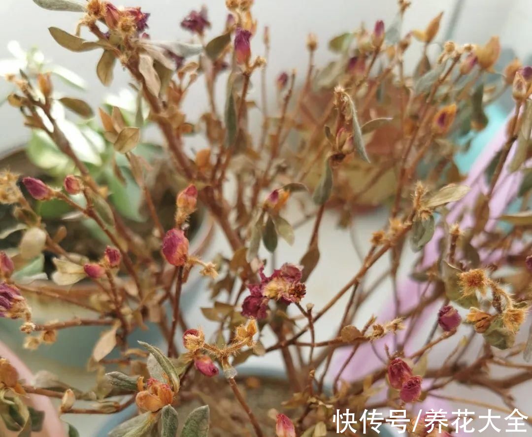 10种“怕晒花”,越晒死越快,半阴地儿反倒长得旺