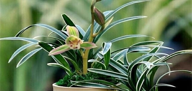 叶艺|兰中极品“帝王妃”,花色迷人,兰香浓郁,极具帝王气息,易打理