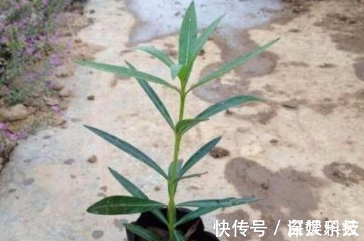 植物|如果有人送你3种花,不要养在家中,是我就直接断交