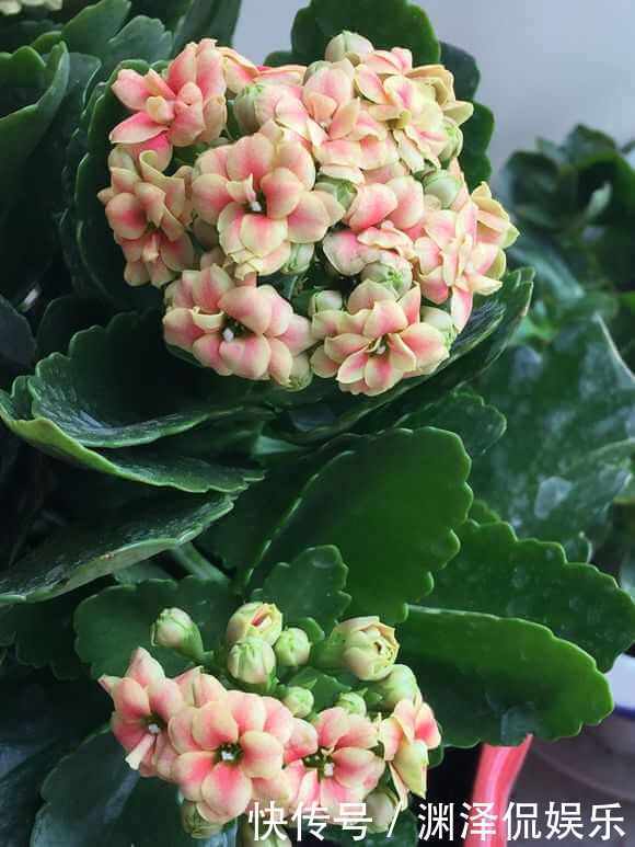 风信子|盛夏养花，就养这4款四季能开花，颜值高，又好养的花，懒人大爱